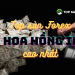 Top sàn forex có hoa hồng IB cao nhất