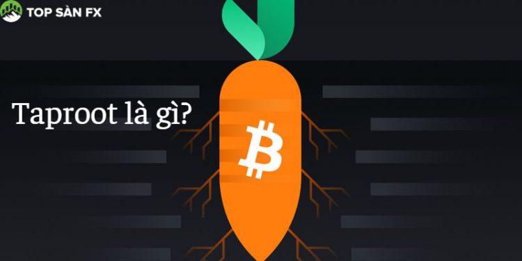 Taproot là gì? Những lợi ích mà Taproot đem lại cho Bitcoin