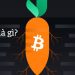 Taproot là gì? Những lợi ích mà Taproot đem lại cho Bitcoin